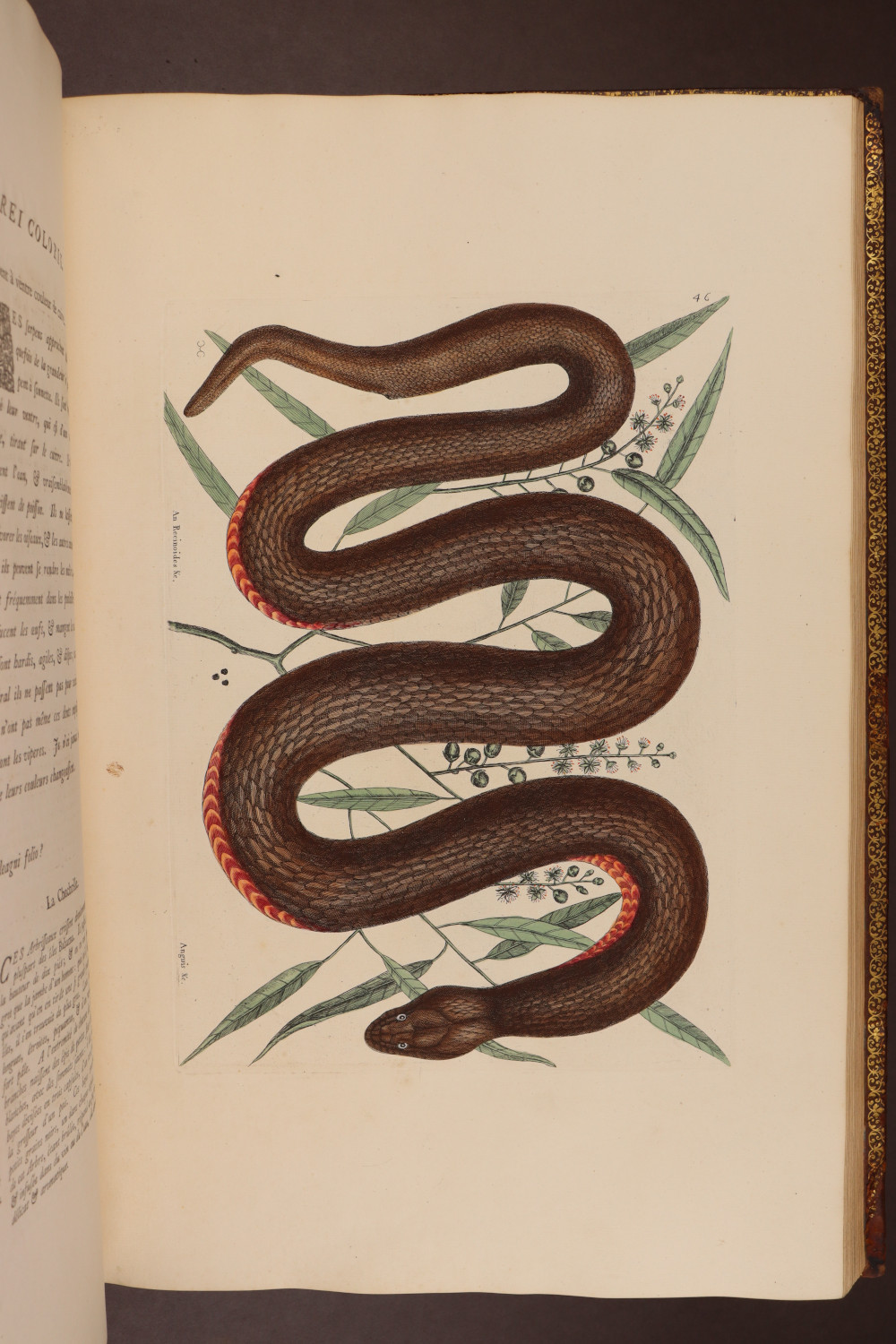 Plate 46